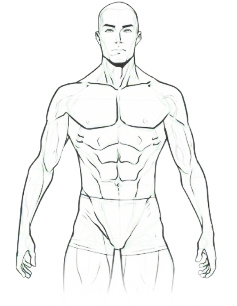 Body Structure